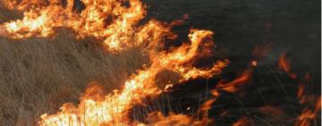 Трагедія на Одещині: потрапивши у вогняну пастку під час спалювання сухої трави загинула 79-річна жінка